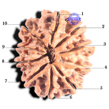 Load image into Gallery viewer, 10 Mukhi Nepalese Rudraksha - Bead No 195
