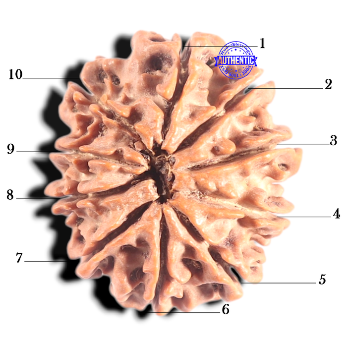 10 Mukhi Nepalese Rudraksha - Bead No 195