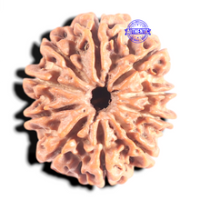 Load image into Gallery viewer, 10 Mukhi Nepalese Rudraksha - Bead No 195
