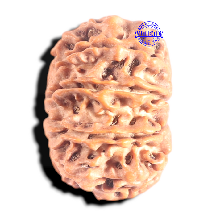 10 Mukhi Nepalese Rudraksha - Bead No 195