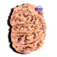 Load image into Gallery viewer, 10 Mukhi Nepalese Rudraksha - Bead No 195
