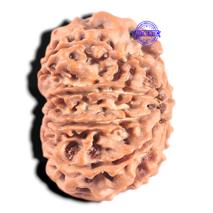 10 Mukhi Nepalese Rudraksha - Bead No 195
