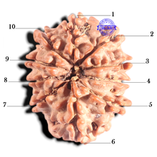 Load image into Gallery viewer, 10 Mukhi Nepalese Rudraksha - Bead No 146
