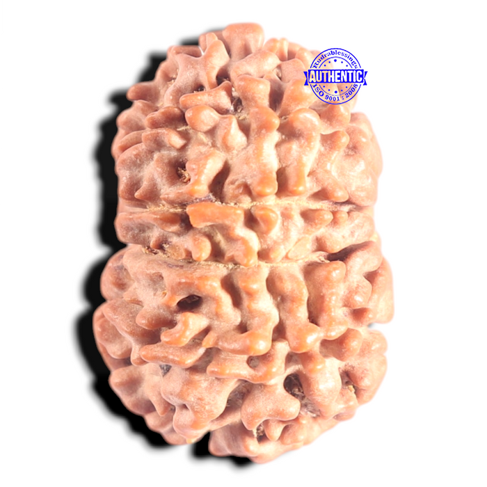 10 Mukhi Nepalese Rudraksha - Bead No 146
