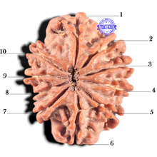 Load image into Gallery viewer, 10 Mukhi Nepalese Rudraksha - Bead No 198

