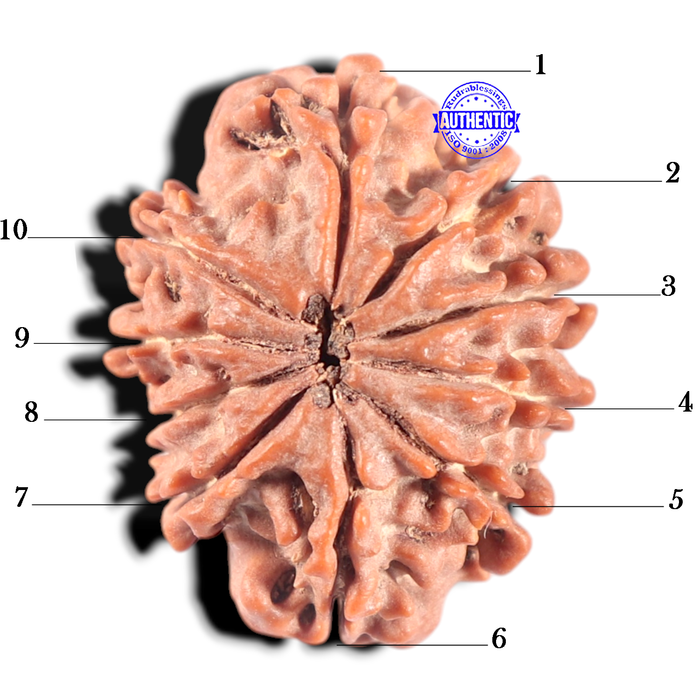10 Mukhi Nepalese Rudraksha - Bead No 198