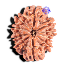 Load image into Gallery viewer, 10 Mukhi Nepalese Rudraksha - Bead No 198
