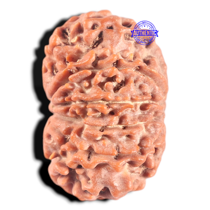 10 Mukhi Nepalese Rudraksha - Bead No 198