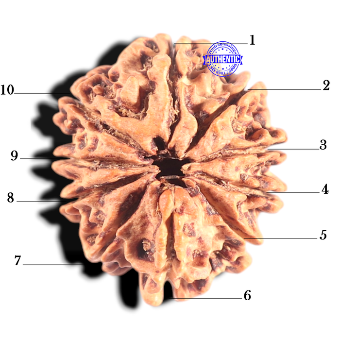 10 Mukhi Nepalese Rudraksha - Bead No. 1