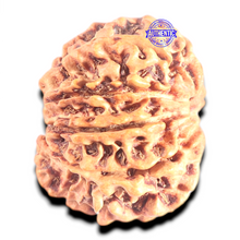 Load image into Gallery viewer, 10 Mukhi Nepalese Rudraksha - Bead No. 1
