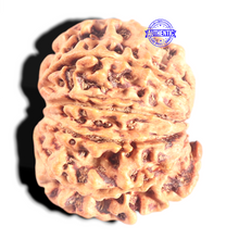 Load image into Gallery viewer, 10 Mukhi Nepalese Rudraksha - Bead No. 1
