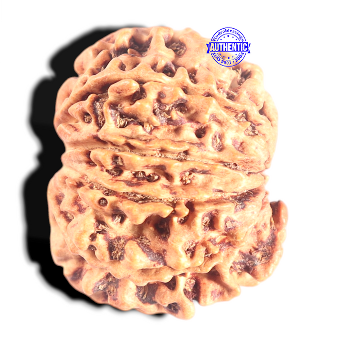 10 Mukhi Nepalese Rudraksha - Bead No. 1