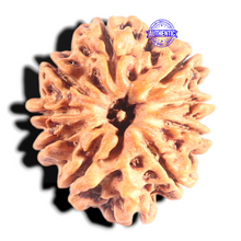 Load image into Gallery viewer, 10 Mukhi Nepalese Rudraksha - Bead No. 1
