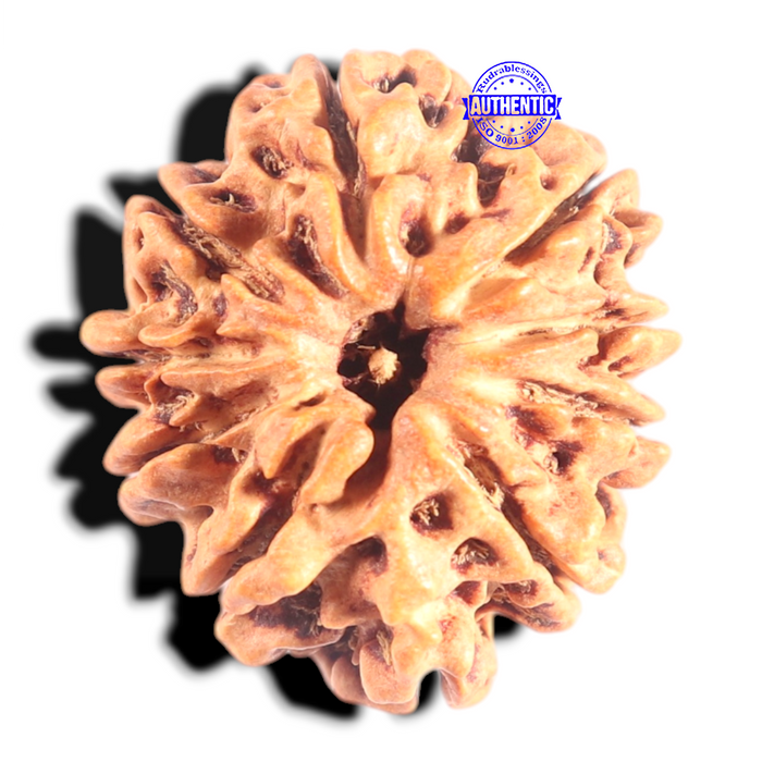 10 Mukhi Nepalese Rudraksha - Bead No. 1