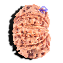Load image into Gallery viewer, 10 Mukhi Nepalese Rudraksha - Bead No 201
