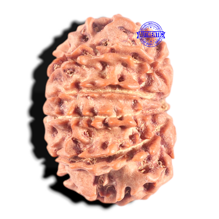 10 Mukhi Nepalese Rudraksha - Bead No 201