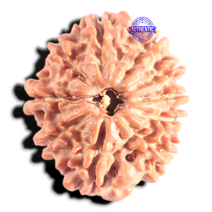 10 Mukhi Nepalese Rudraksha - Bead No 24