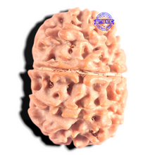 Load image into Gallery viewer, 10 Mukhi Nepalese Rudraksha - Bead No 24
