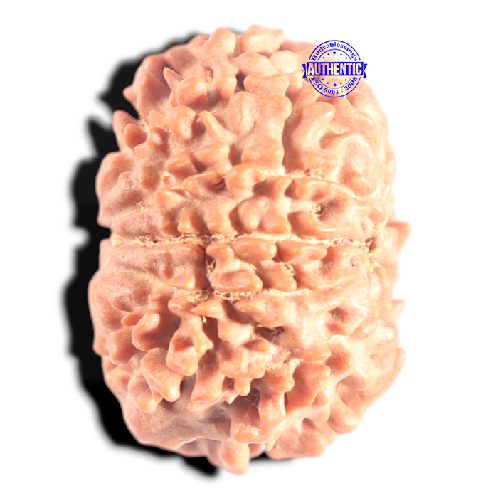 10 Mukhi Nepalese Rudraksha - Bead No 24