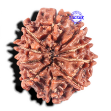 Load image into Gallery viewer, 10 Mukhi Nepalese Rudraksha - Bead No. 265
