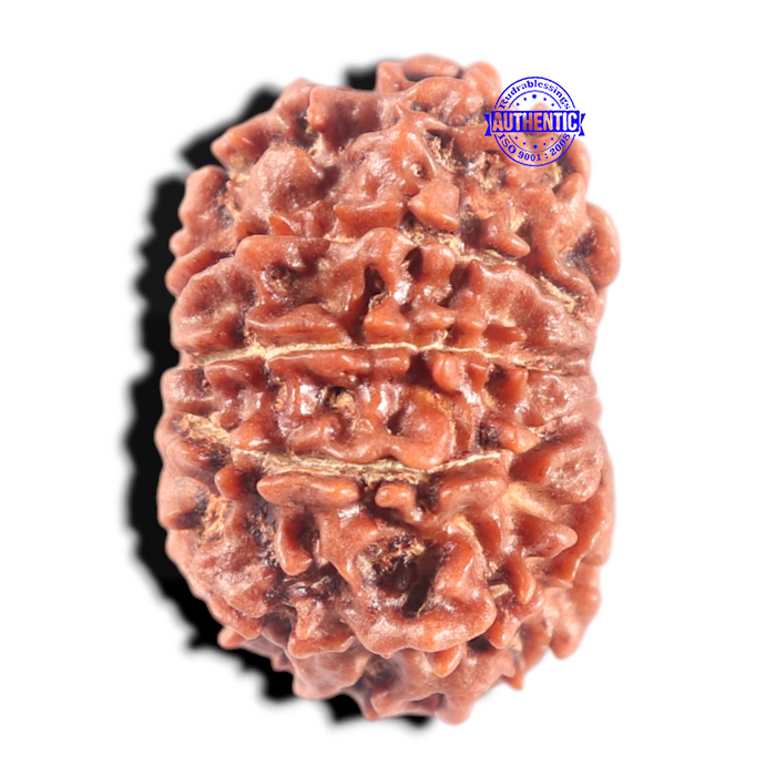 10 Mukhi Nepalese Rudraksha - Bead No. 265