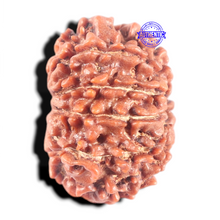 Load image into Gallery viewer, 10 Mukhi Nepalese Rudraksha - Bead No. 265
