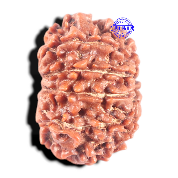 10 Mukhi Nepalese Rudraksha - Bead No. 265
