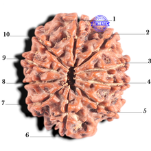 Load image into Gallery viewer, 10 Mukhi Nepalese Ganesha Rudraksha - Bead No. 2
