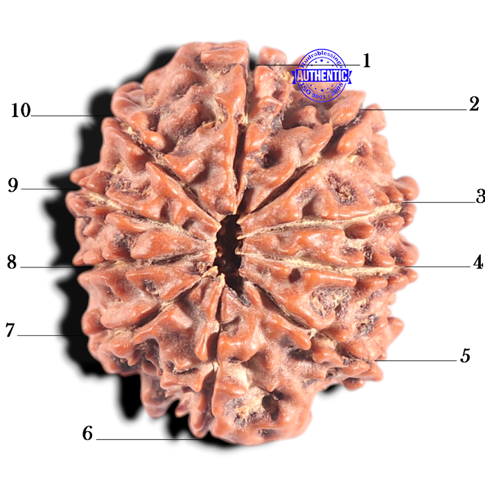 10 Mukhi Nepalese Ganesha Rudraksha - Bead No. 2