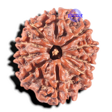Load image into Gallery viewer, 10 Mukhi Nepalese Ganesha Rudraksha - Bead No. 2
