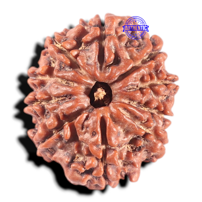 10 Mukhi Nepalese Ganesha Rudraksha - Bead No. 2
