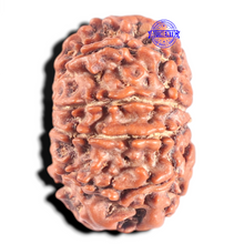 Load image into Gallery viewer, 10 Mukhi Nepalese Ganesha Rudraksha - Bead No. 2
