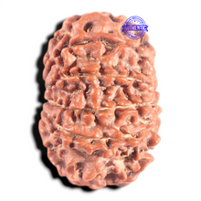 Load image into Gallery viewer, 10 Mukhi Nepalese Ganesha Rudraksha - Bead No. 2
