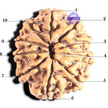 Load image into Gallery viewer, 10 Mukhi Nepalese Rudraksha - Bead No 344
