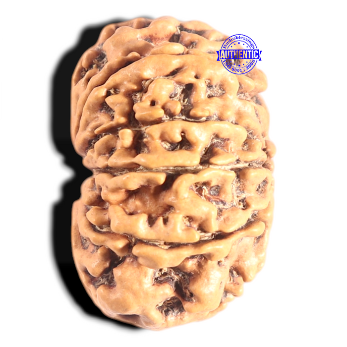 10 Mukhi Nepalese Rudraksha - Bead No 344