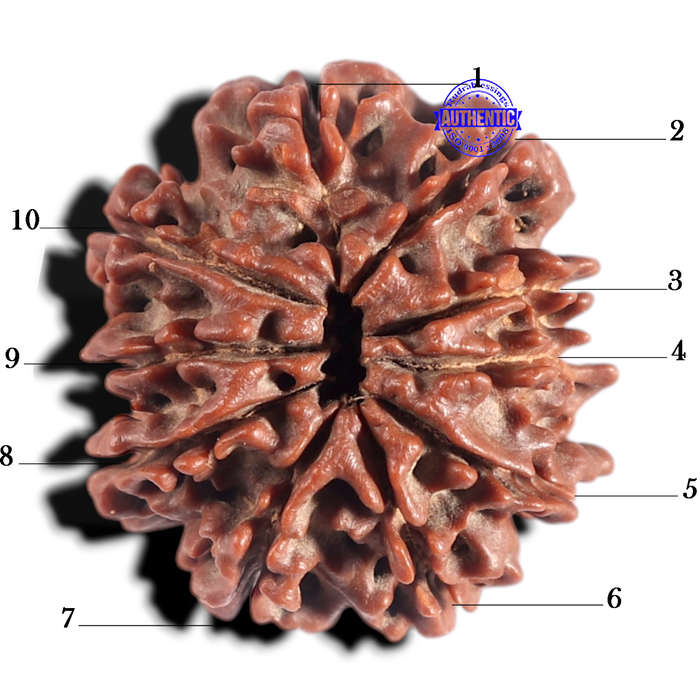 10 Mukhi Nepalese Rudraksha - Bead No 439
