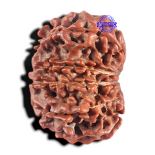 Load image into Gallery viewer, 10 Mukhi Nepalese Rudraksha - Bead No 439
