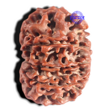 Load image into Gallery viewer, 10 Mukhi Nepalese Rudraksha - Bead No 439

