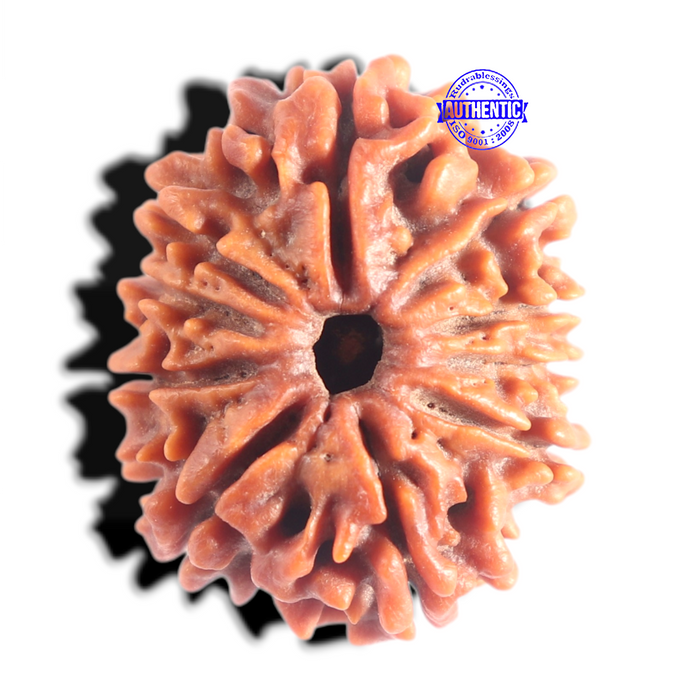 10 Mukhi Nepalese Rudraksha - Bead No. 441