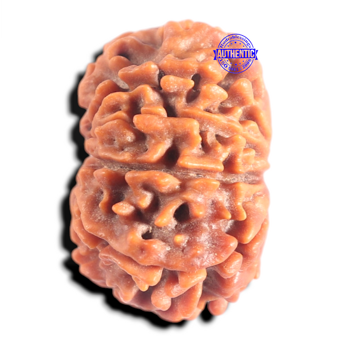 10 Mukhi Nepalese Rudraksha - Bead No. 441