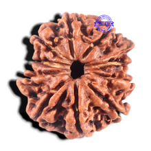 Load image into Gallery viewer, 10 Mukhi Nepalese Rudraksha - Bead No. 443
