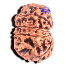 Load image into Gallery viewer, 10 Mukhi Nepalese Rudraksha - Bead No. 443
