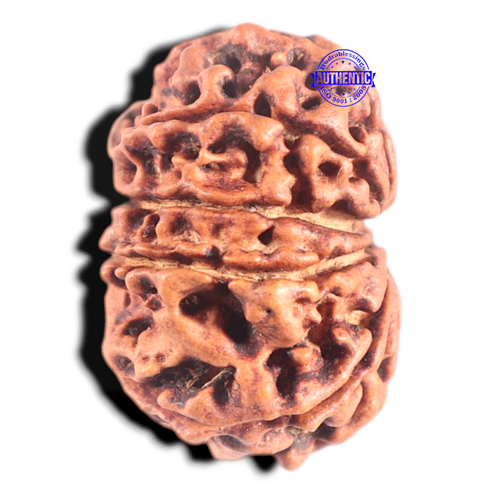 10 Mukhi Nepalese Rudraksha - Bead No. 443