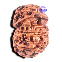 Load image into Gallery viewer, 10 Mukhi Nepalese Rudraksha - Bead No. 443

