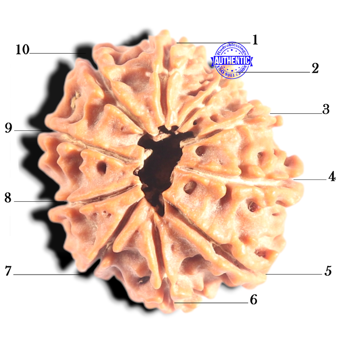 10 Mukhi Nepalese Rudraksha - Bead No. 450