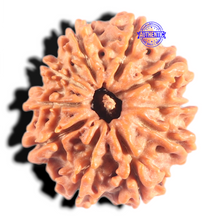 Load image into Gallery viewer, 10 Mukhi Nepalese Rudraksha - Bead No. 450
