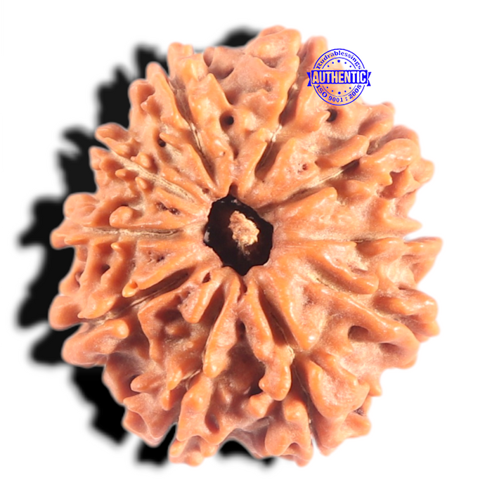 10 Mukhi Nepalese Rudraksha - Bead No. 450