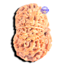 Load image into Gallery viewer, 10 Mukhi Nepalese Rudraksha - Bead No. 450
