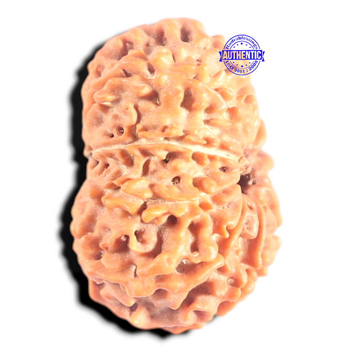 10 Mukhi Nepalese Rudraksha - Bead No. 450