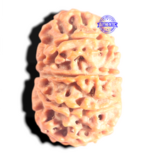 Load image into Gallery viewer, 10 Mukhi Nepalese Rudraksha - Bead No. 450
